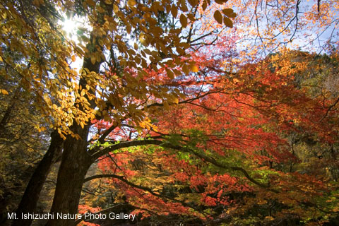 odamiyama (07)